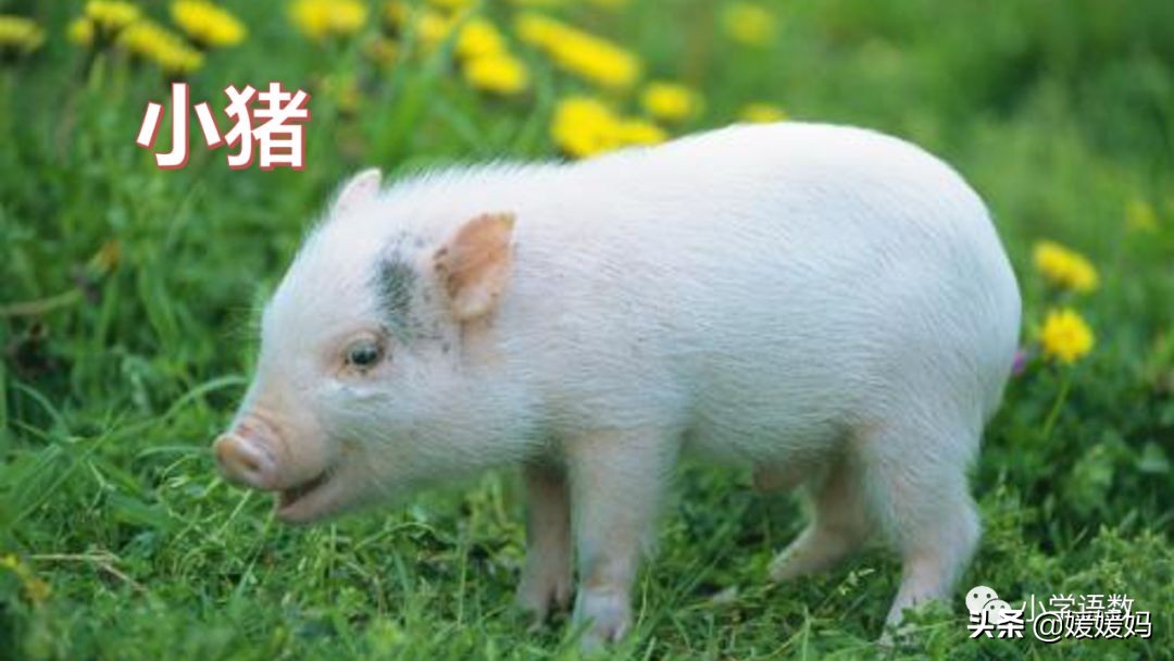 四下四单元我的动物朋友,第四单元我的动物朋友四年级上册