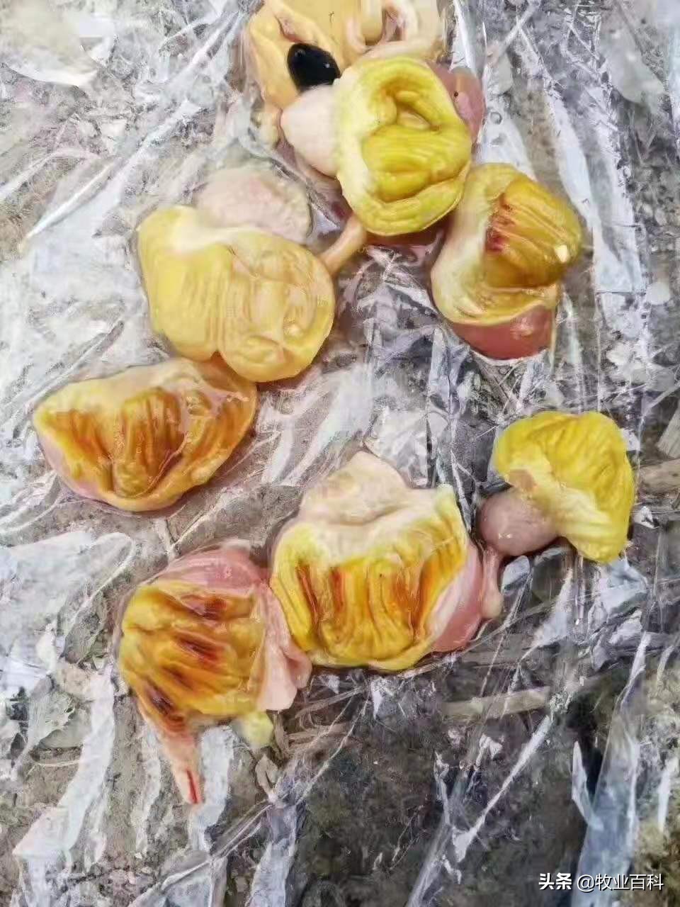 夏季养鸡需要防治哪些疾病?