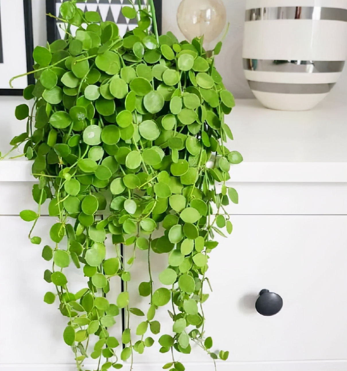 多肉养成垂吊,好养的垂吊多肉