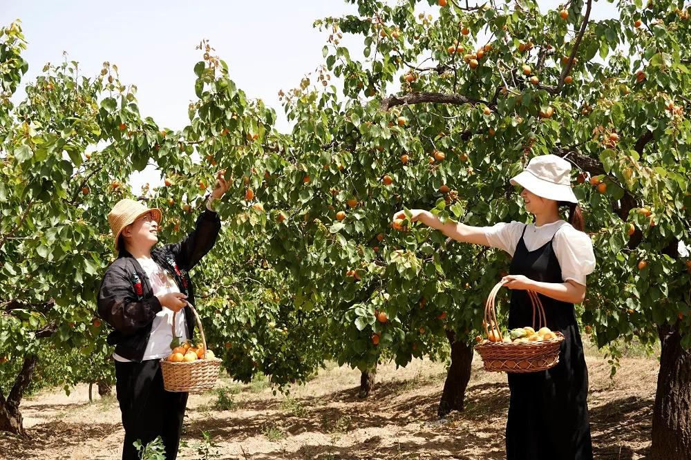 邢台巨鹿红杏迎丰收,河北巨鹿县杏满枝头新闻