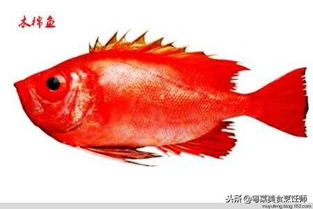 名贵海鲜食材排名,名贵海鱼大全图片