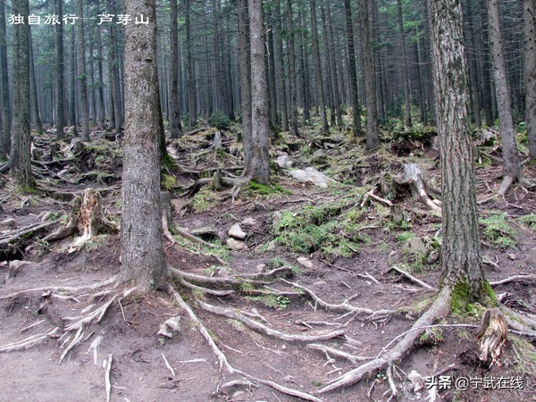 宁武芦芽山悬崖栈道,太原出发芦芽山马仑草原自驾路线