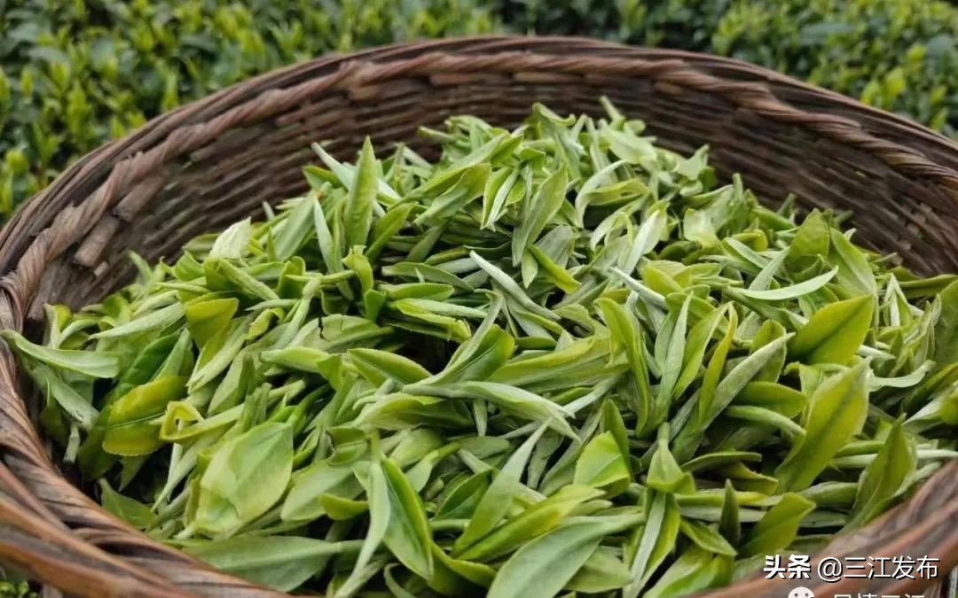 三江金奖茶,中国早春第一茶三江茶