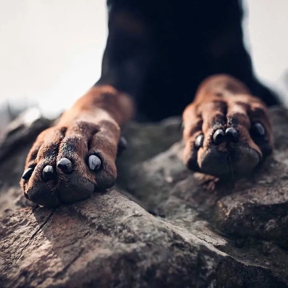 宠物窝怎么清洁保养好,宠物肉垫毛怎么清理