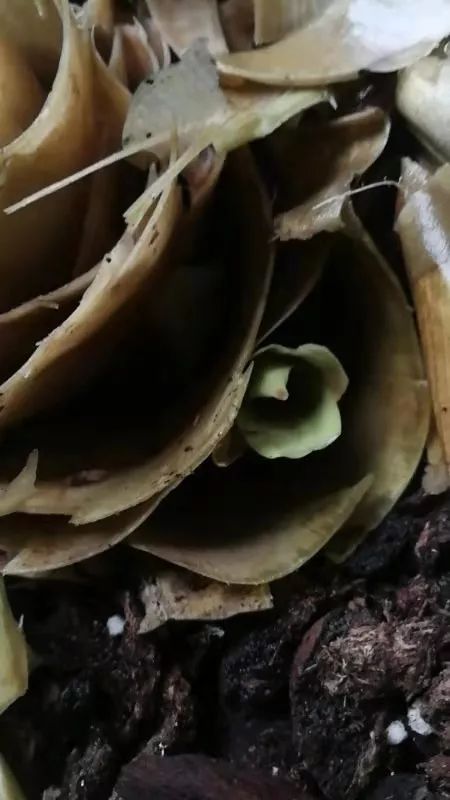 鸿运当头叶片萎缩干枯发黑,鸿运当头叶子干枯怎么回事