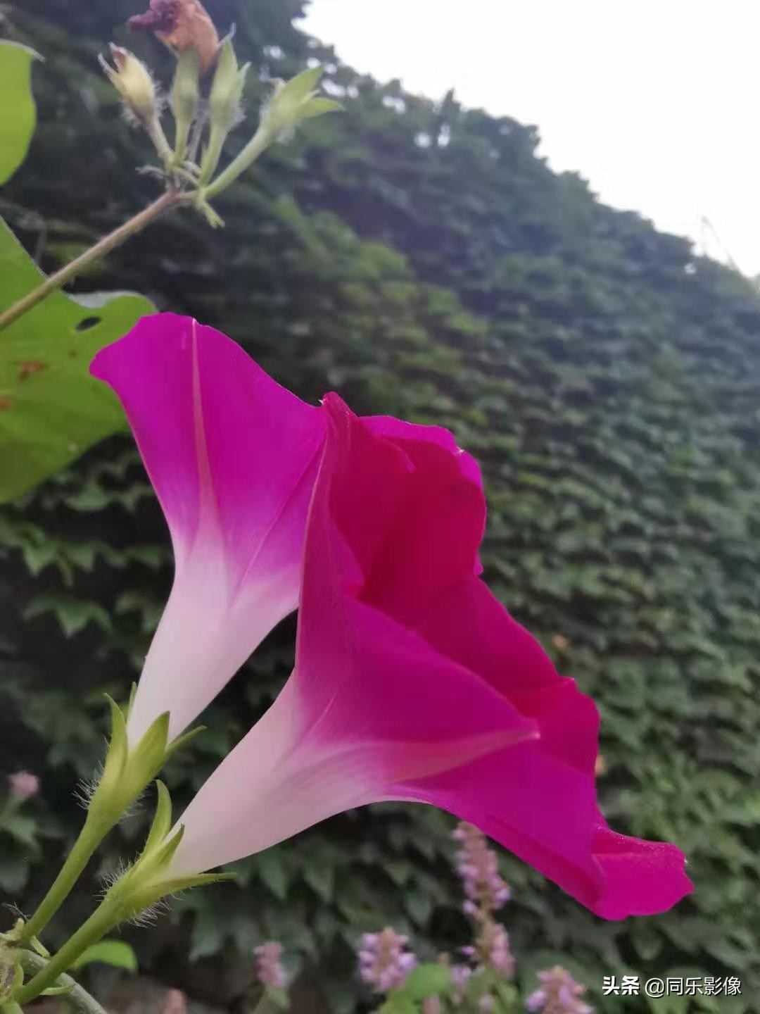 河南汝阳靳村鱼山,靳村鱼山