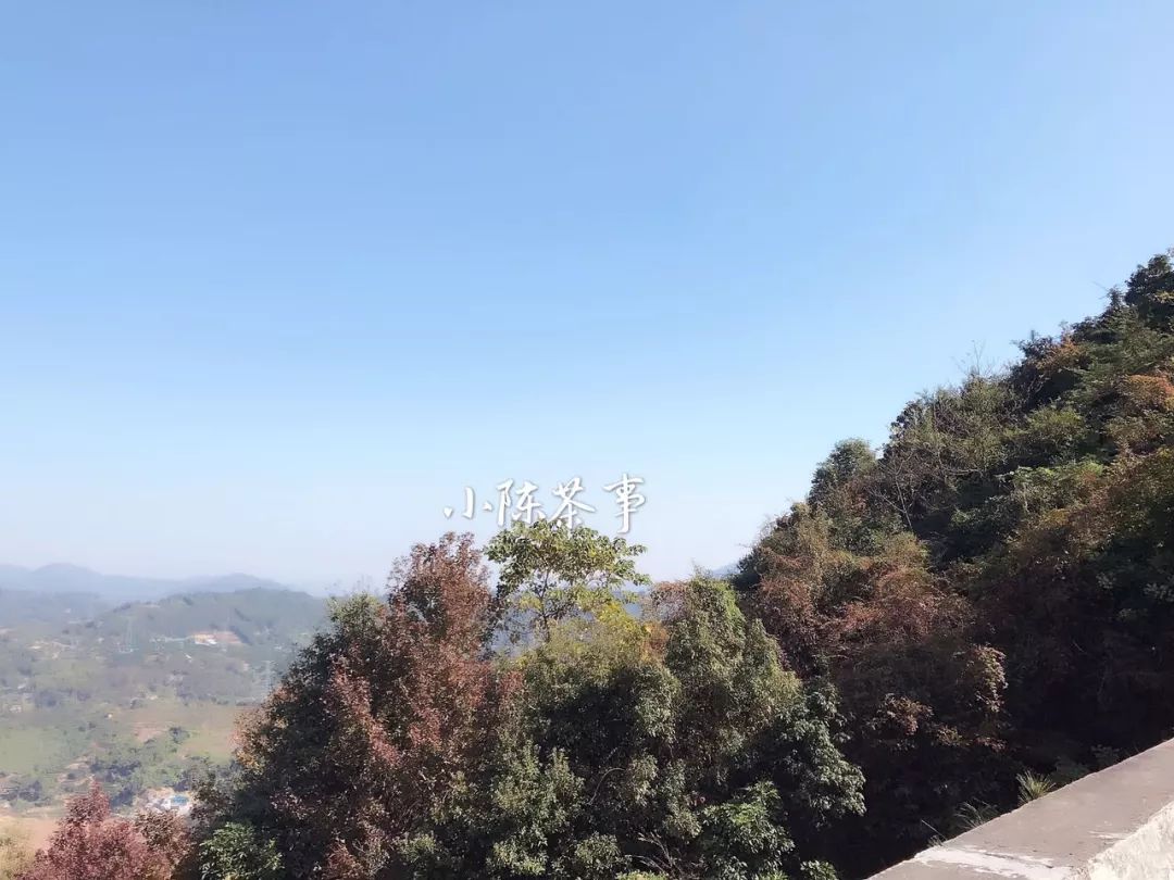 白茶红茶绿茶都是碱性的吗,白茶茶汤酸涩是什么原因