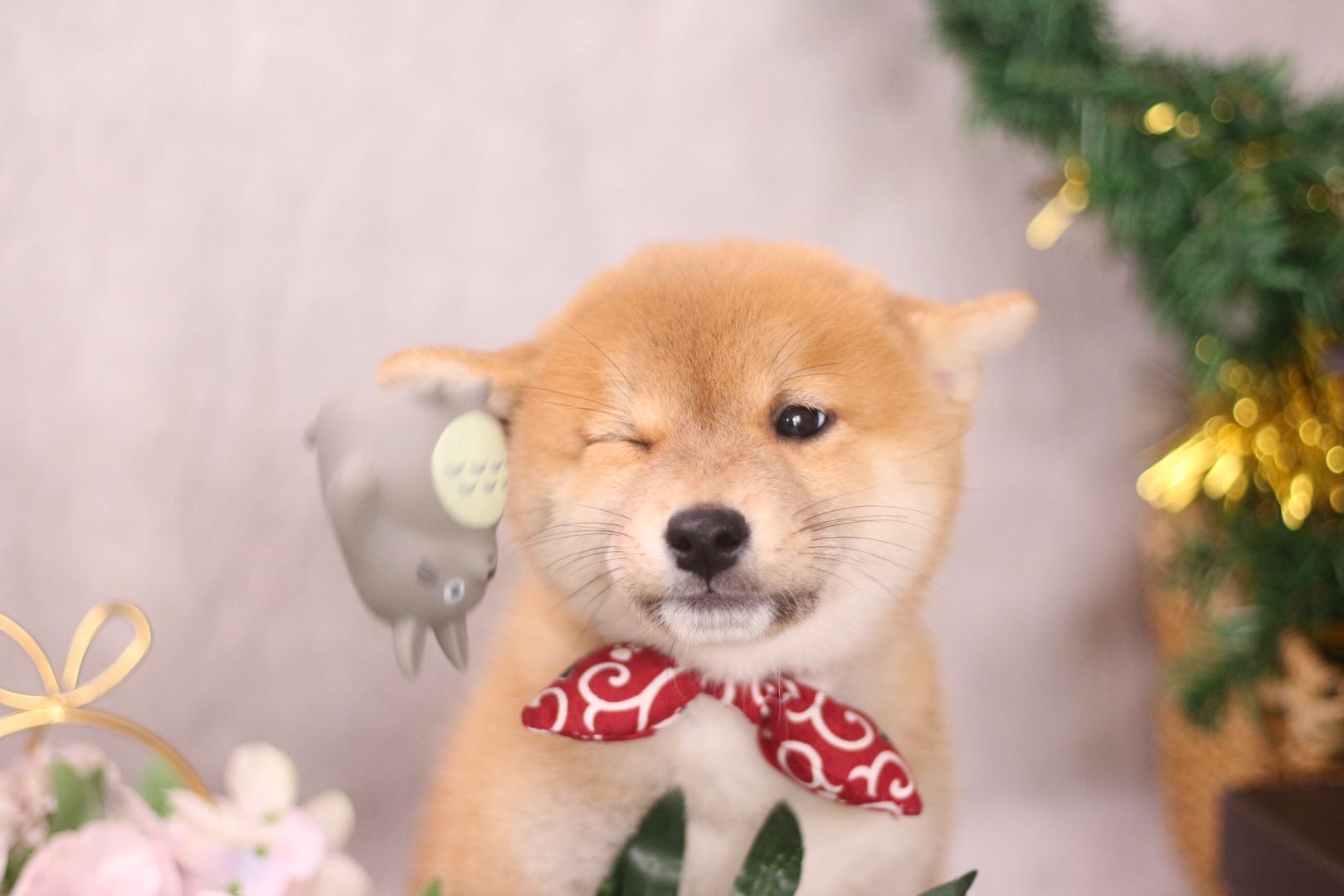 去犬舍买柴犬注意什么,网上柴犬怎么防骗