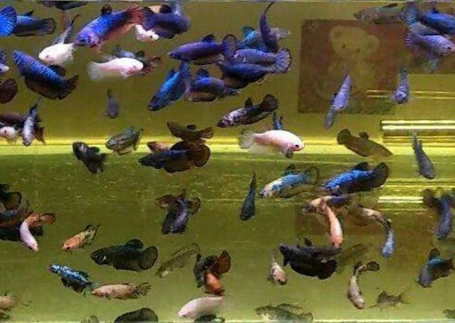 以剥削别人的利润购买而来的观赏鱼，是养不好的！