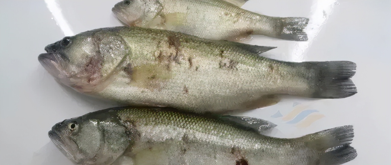 加州鲈烂身的原因和治疗方法,加州鲈鱼刚发苗大批死掉怎么回事