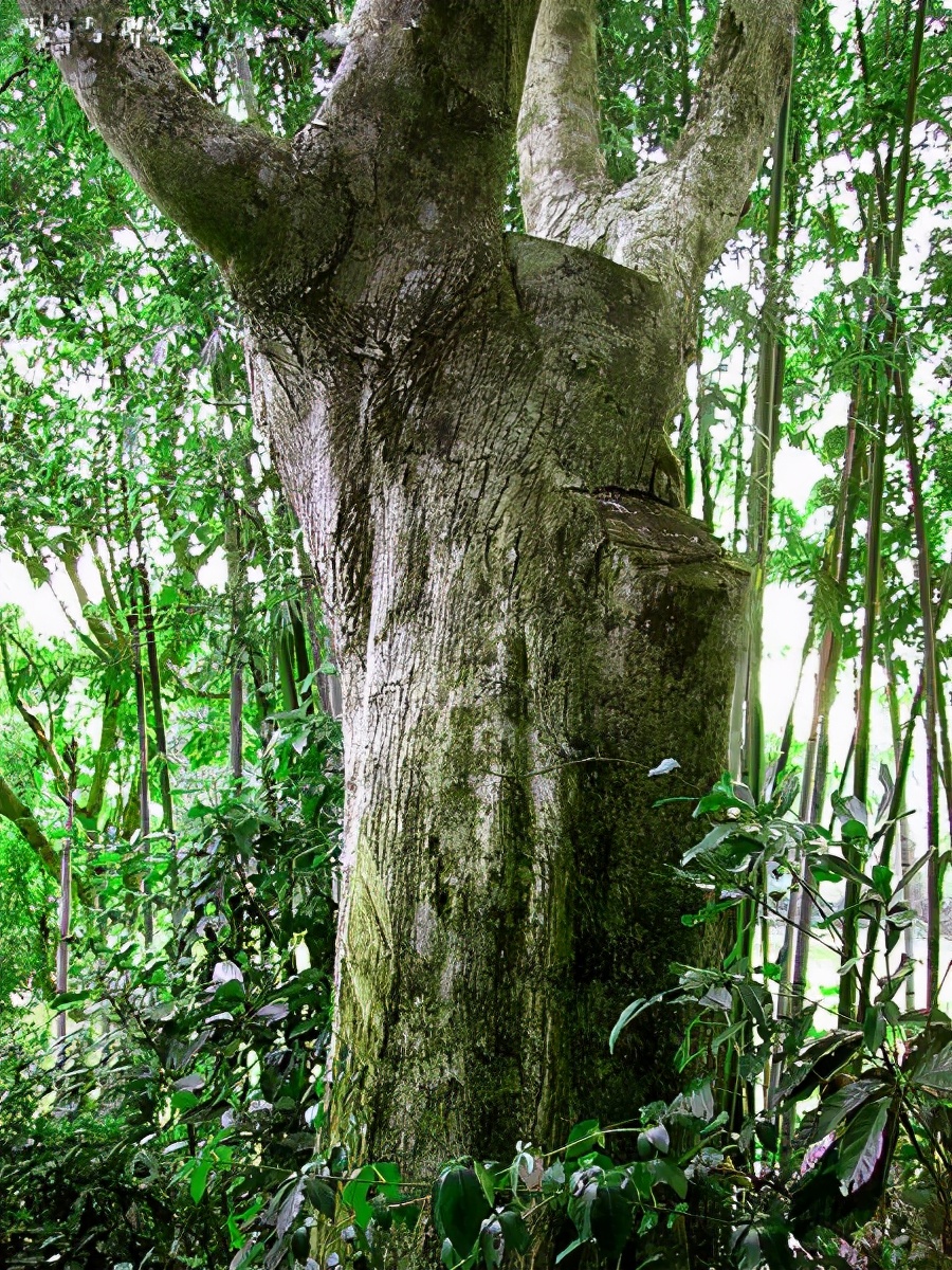 中国香道制香有几种类型,香道制香方法图解