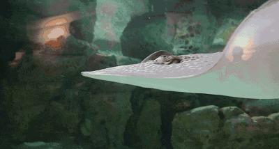 端午节遇上檀溪谷，奇幻海洋世界美爆你的视觉、味觉！