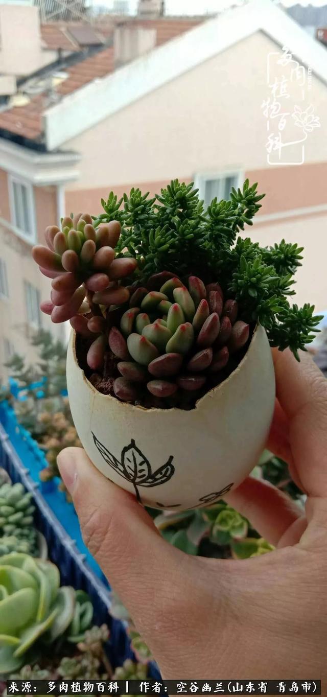多肉最美的时光,多肉惊艳我的时光