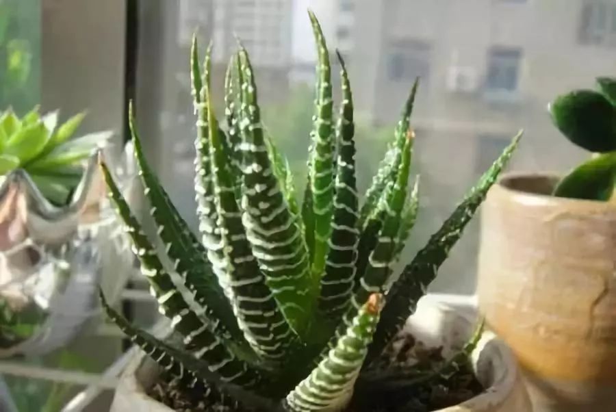 十大吸毒绿植排行榜,室内绿植吸毒王怎么养