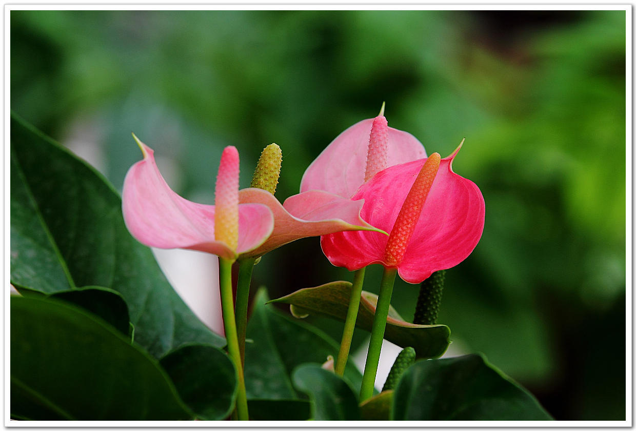 红掌买回家叶子越来越不好看,红掌的养护如何让它多开花