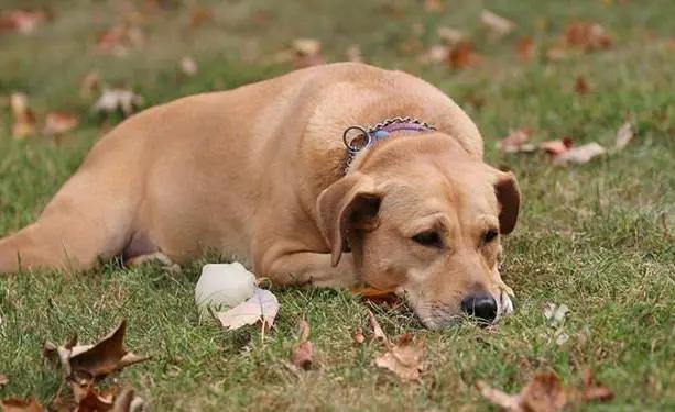 清晨醒来养了三年的狗在舔媳妇的大肚子，儿子流产医生说多亏这狗