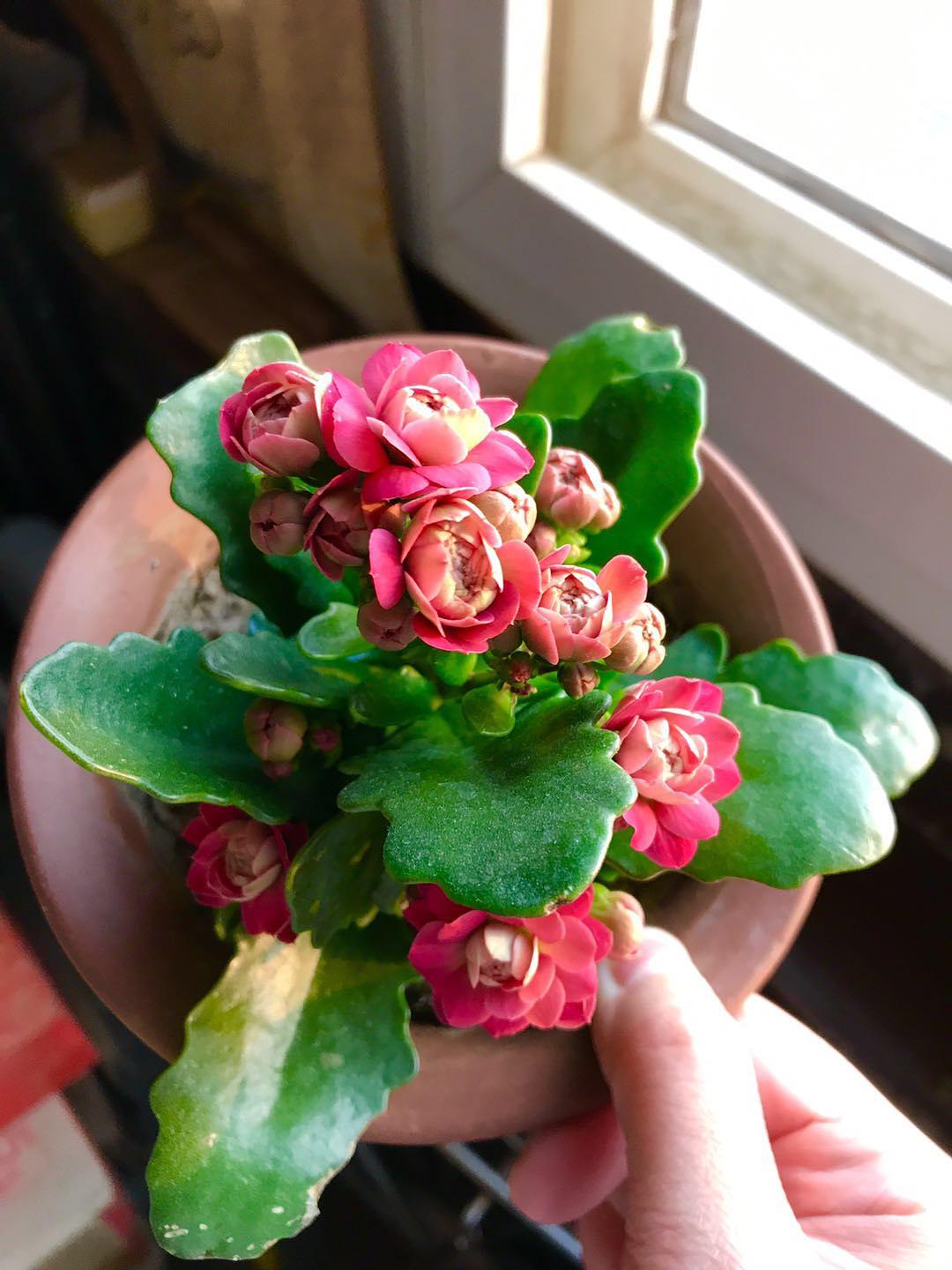 适合9月份养的绿植,四季最好养的10种花