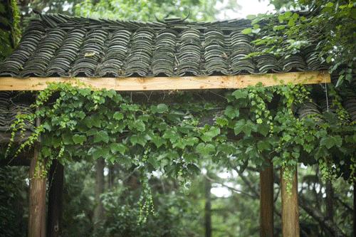 80后夫妻住山,80后两口子隐居大山