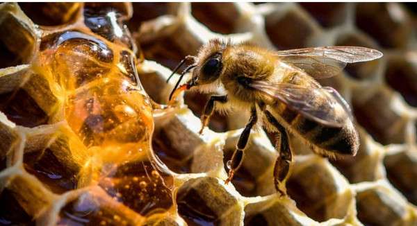 铚傝湝婊為攢缁欒渹鍐滃甫鏉ョ殑鎹熷け,婢虫床灞辩伀杩囧悗鐜扮姸