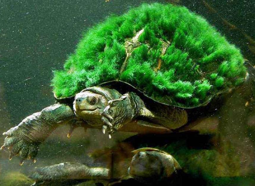 乌龟背上全部都是白白的,男子发现乌龟身上长绿毛