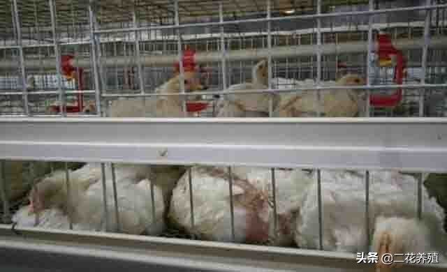 鸡闭眼昏睡怎么回事,鸡打瞌睡张嘴呼吸怎么回事