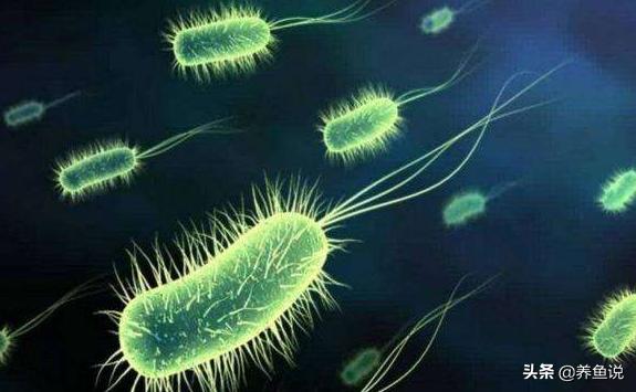 鱼缸没养鱼时如何培养硝化细菌,小鱼缸养鱼加硝化细菌