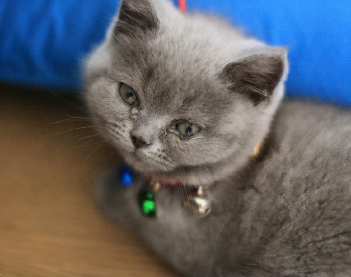 猫咪常见的7种疾病：病因、症状及治疗方法，铲屎官必看