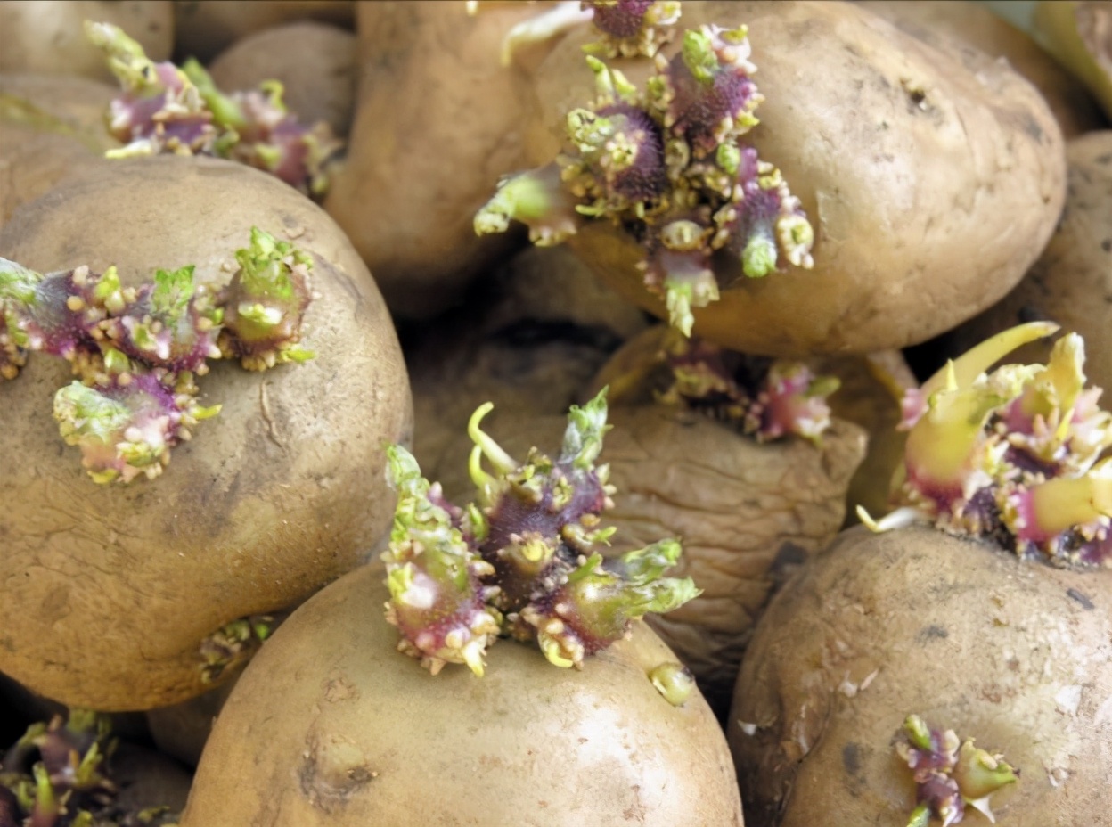 种植马铃薯教程全过程视频,请教你种植土豆的方法