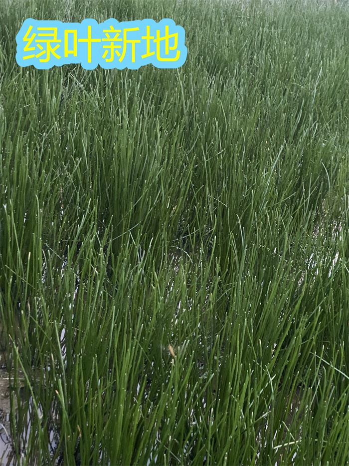 如何让马蹄苗不倒伏？