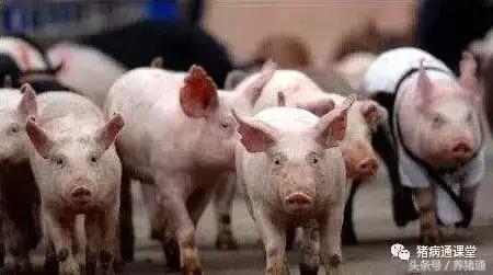 养猪如何预防口蹄疫,猪场发生口蹄疫用什么消毒药好