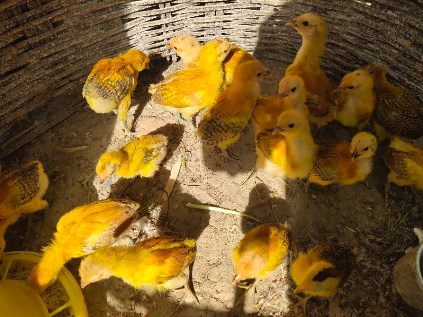 农村刚出壳的小鸡怎么养殖,如何养刚出壳小鸡成活率100%