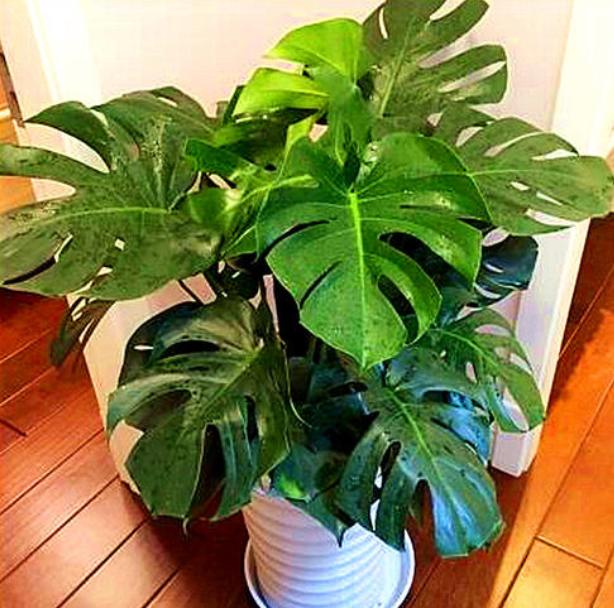 什么花不适合送财神,财神爷不宜送人的花