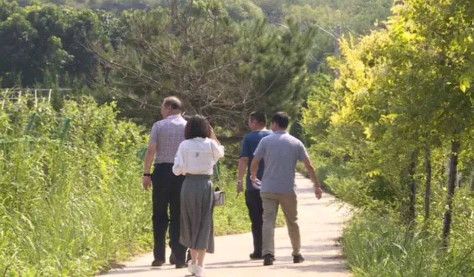 楸木原木价格,正宗楸木