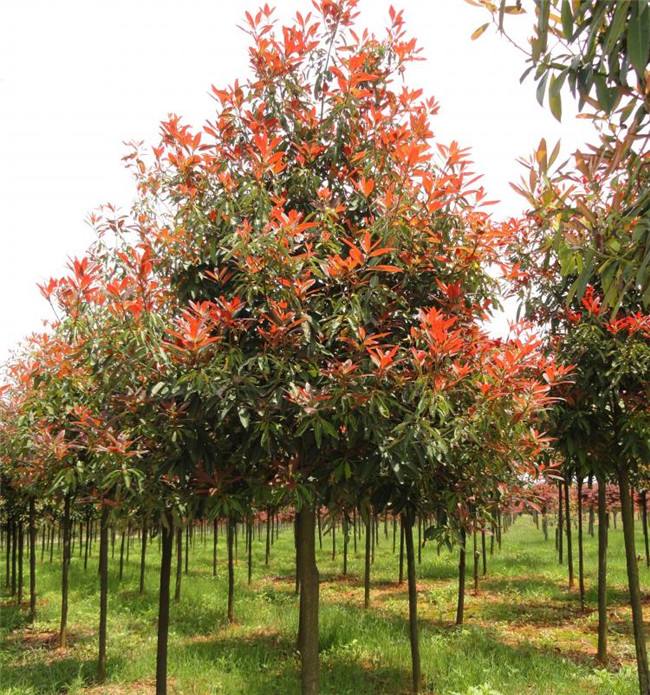 高杆红叶石楠树,清幽红叶石楠