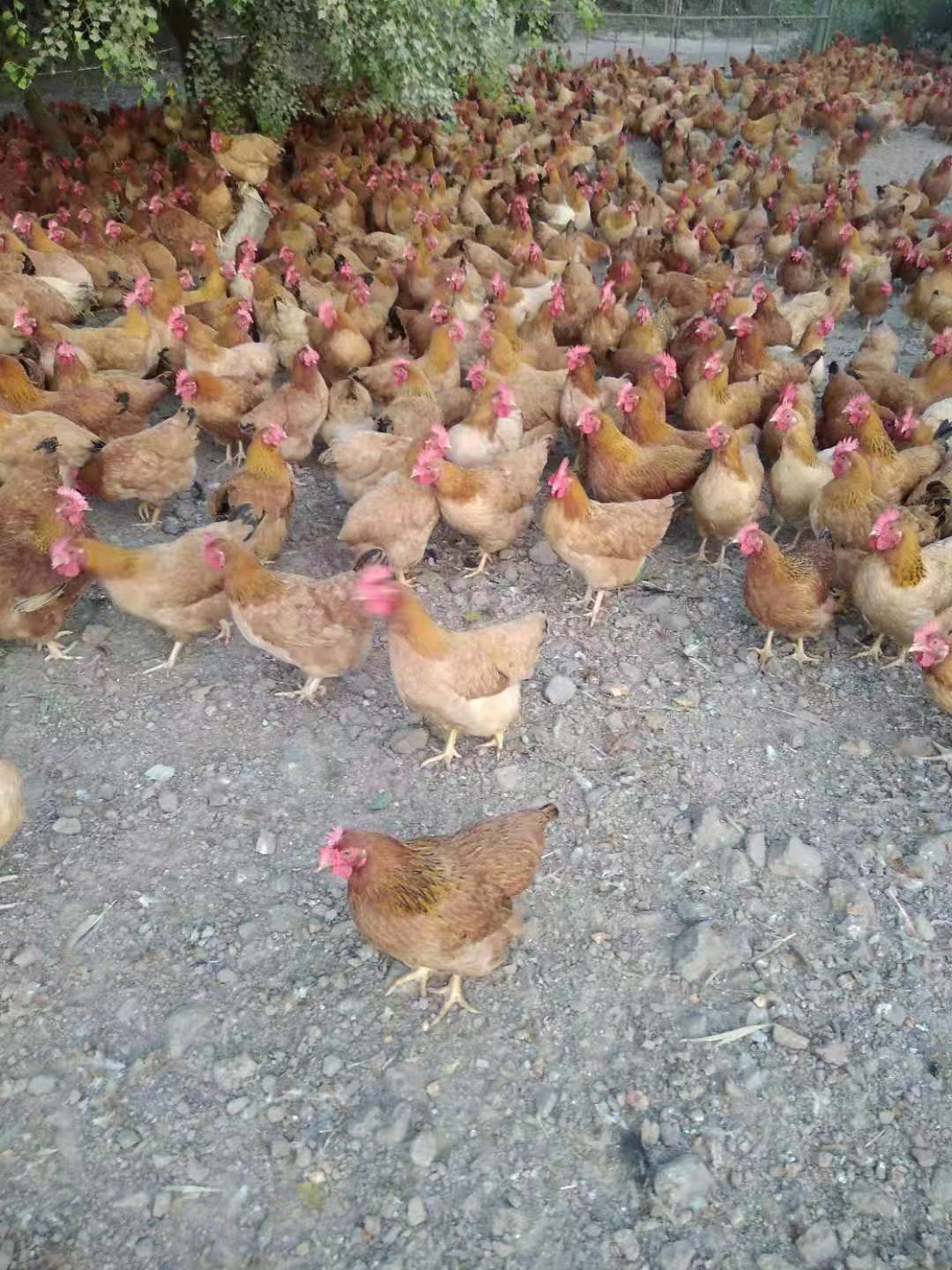 鸡生病怎么治才能除根,鸡生病怎么办最简单的方法