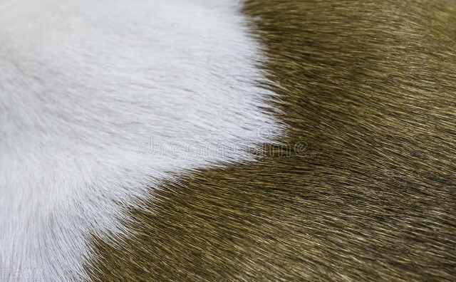 如何除掉被褥衣服宠物毛发,去除衣物上的宠物毛发的好方法