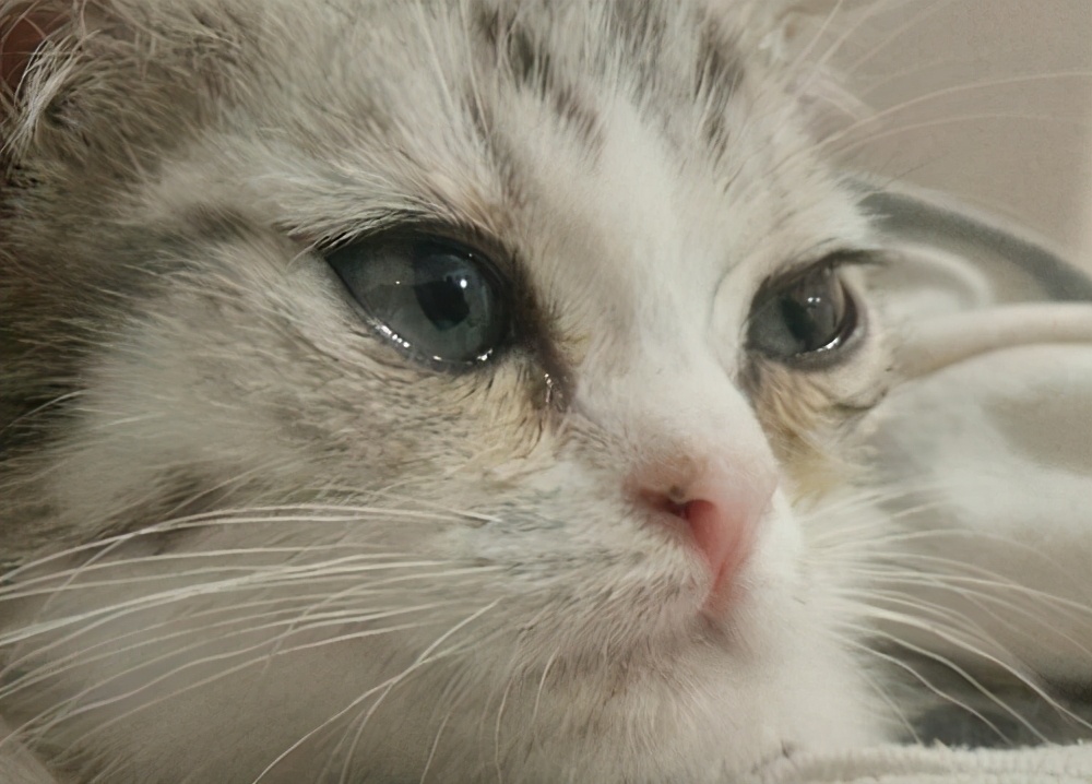 哪种猫便宜黏人又好养,什么猫比较听话好养便宜