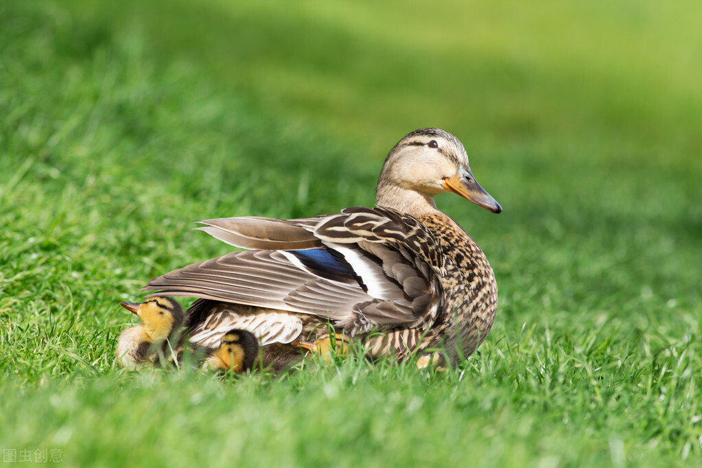 苇塘湖小野鸭哪里去了？老鼠蛇黄鼬雀鹰乌鸦黑鱼都是野鸭天敌