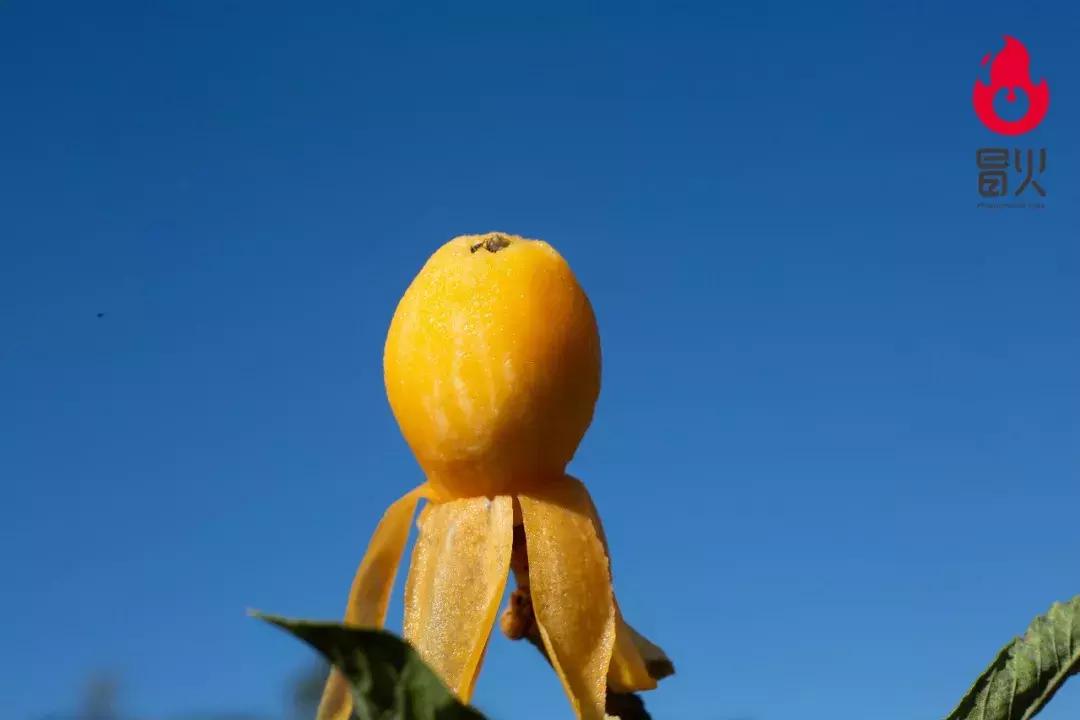 特级攀枝花米易枇杷新鲜大果,正宗四川龙泉驿大五星枇杷