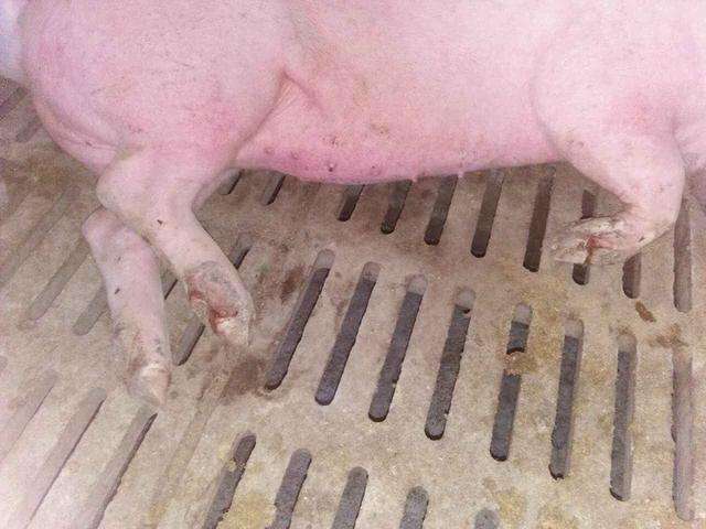 牛口蹄疫和水疱病怎么区别,猪做了猪瘟疫苗一般需要注意什么