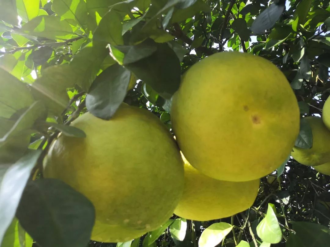 融水特色生态农业产业园,广西融水县特色产品