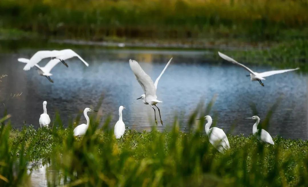 甘肃陇南属于西北吗,陇南是不是甘肃的好地方