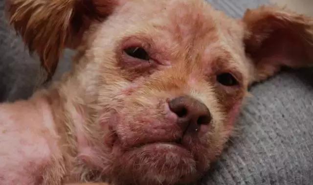 宠物医院不提供用药清单怎么办,宠物常见的皮肤病药