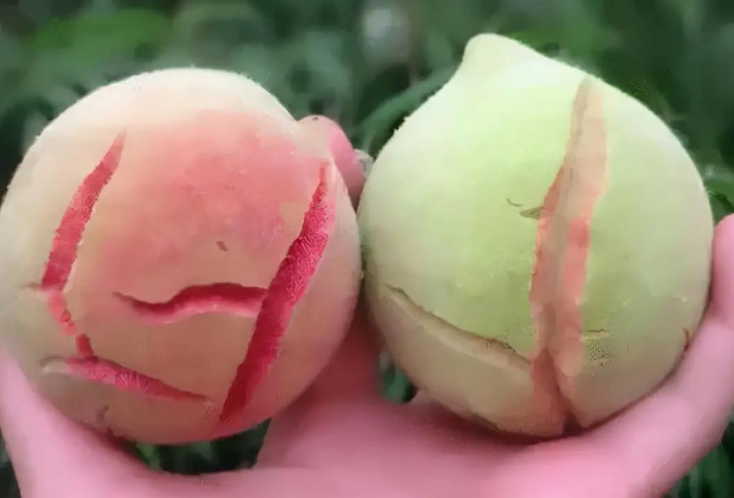 俗称丑桃古老的桃子品种,爆炸桃老品种