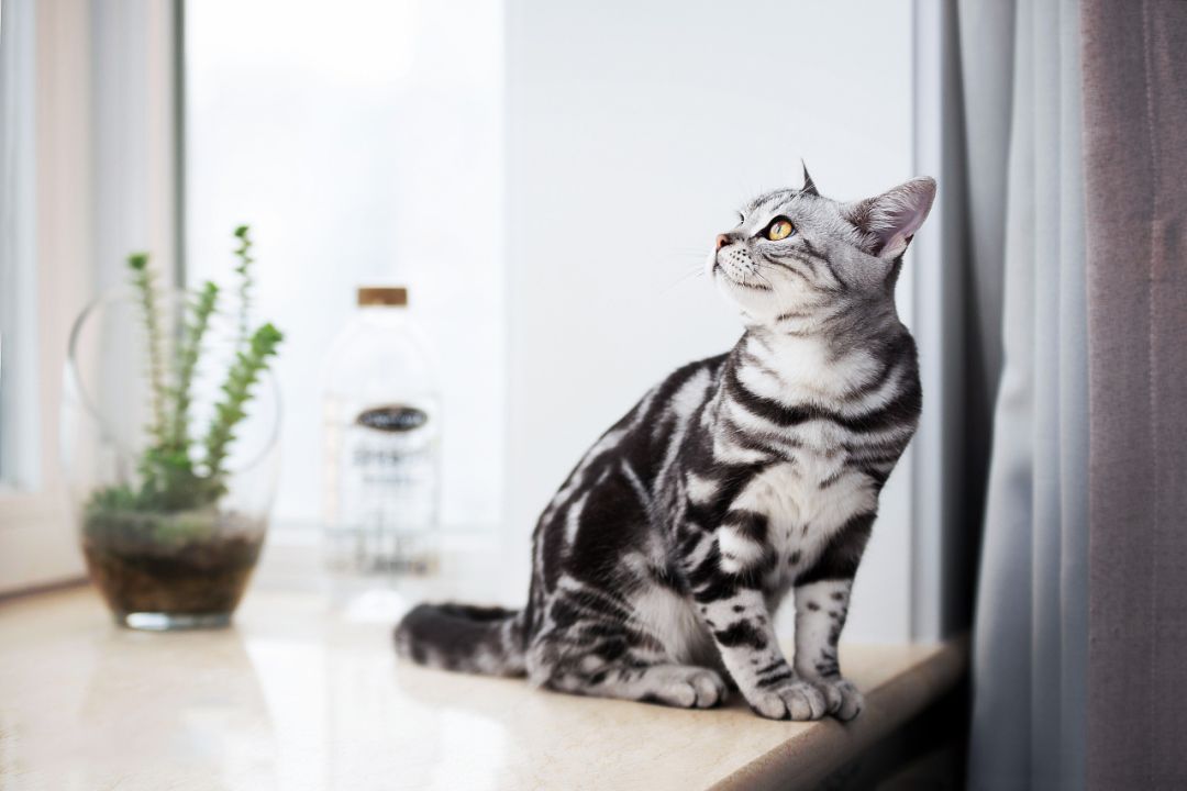 哪种猫好养又美短,好养的猫品种排行榜