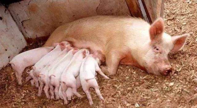 母猪产后发烧用什么药效果最好,母猪产后热如何预防