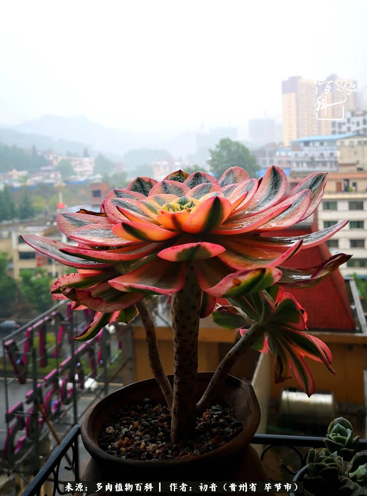 和多肉共度美好时光,与多肉一起成长