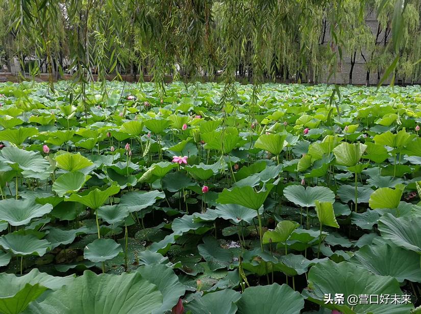 沈师复试通知,沈师现在让进吗