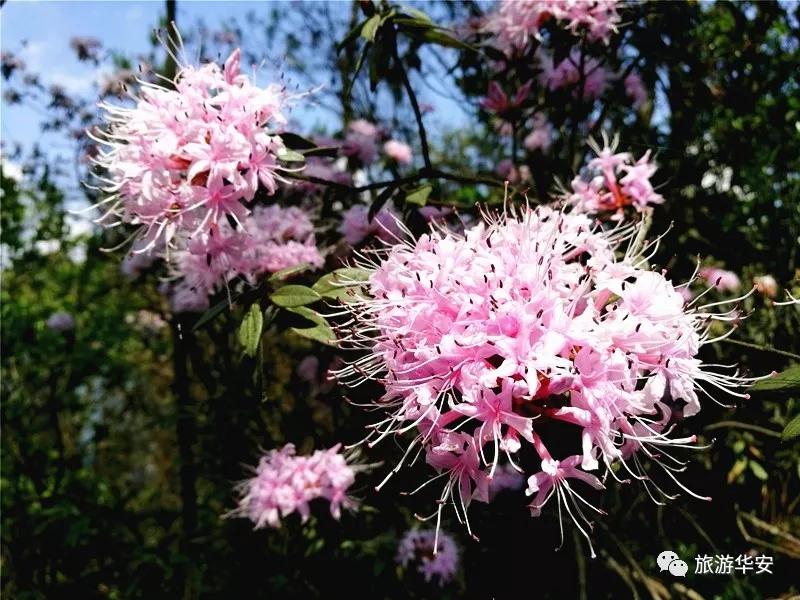 春风十里不如你,我在华安等着您