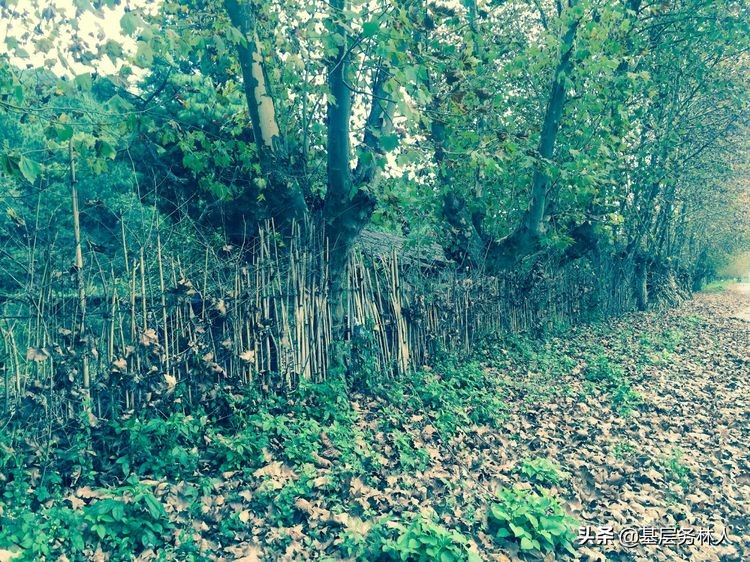 云南澄江兵工厂,云南兵工厂旧址